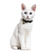 Chyobo Dog Bells for Pet Tracking, 4 Extra Loud Dog & Cat Bells for Collar