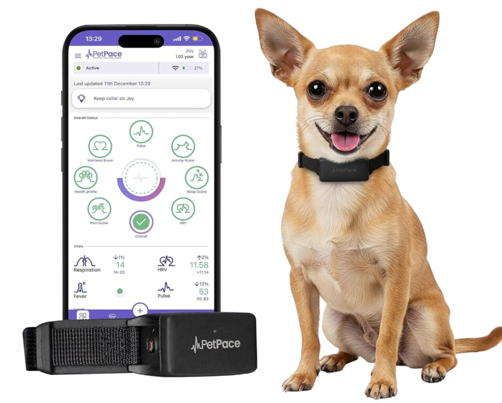 AI Smart Dog Health Collar