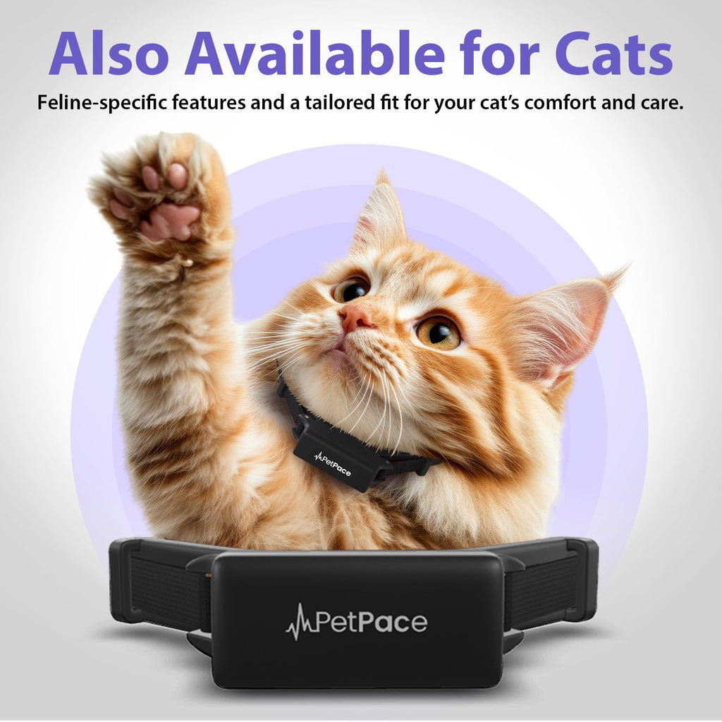 AI Smart Dog Health Collar