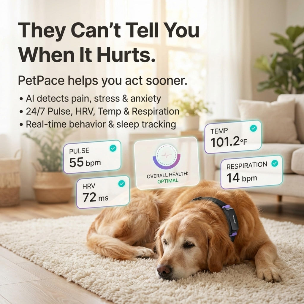 AI Smart Dog Health Collar