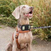 Dog GPS Tracker Carrying Case