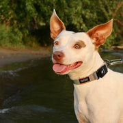 Stunt Puppy Fi Series 3 and 3+ Ready Collar