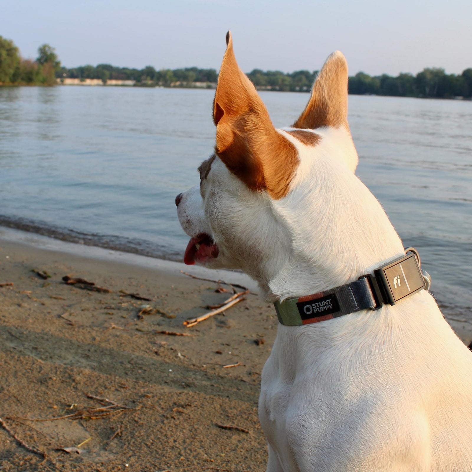 Stunt Puppy Fi Series 3 and 3+ Ready Collar